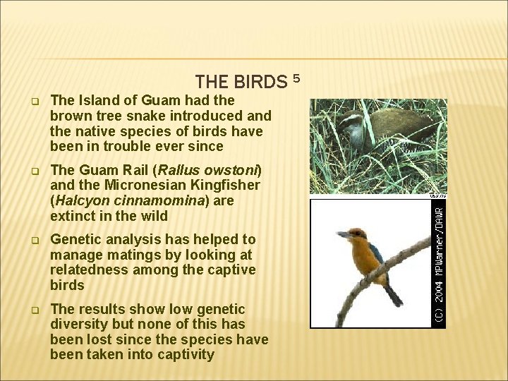 THE BIRDS 5 q The Island of Guam had the brown tree snake introduced