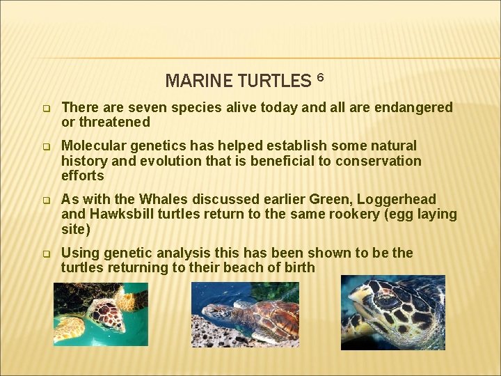 MARINE TURTLES 6 q There are seven species alive today and all are endangered