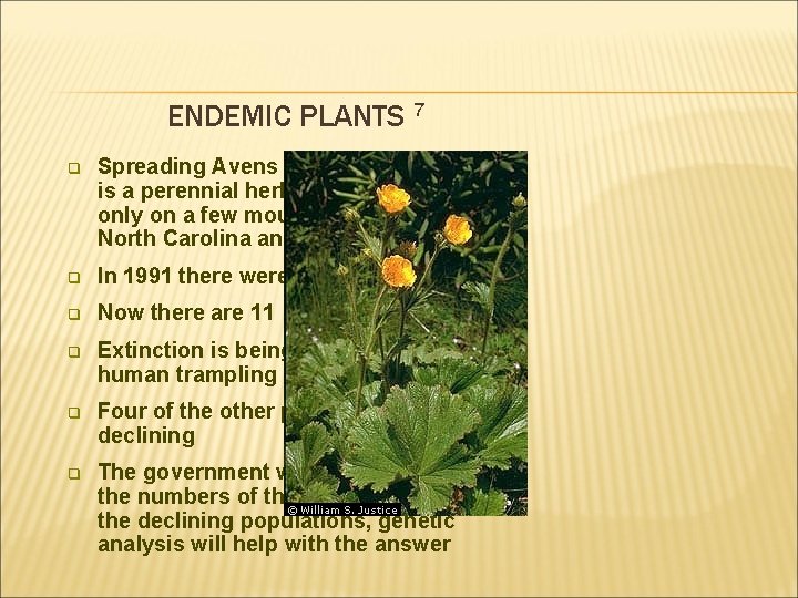 ENDEMIC PLANTS 7 q Spreading Avens (Geum radiatum) is a perennial herb that is