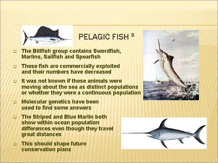 PELAGIC FISH 8 q The Billfish group contains Swordfish, Marlins, Sailfish and Spearfish q