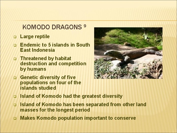 KOMODO DRAGONS 9 q Large reptile q Endemic to 5 islands in South East