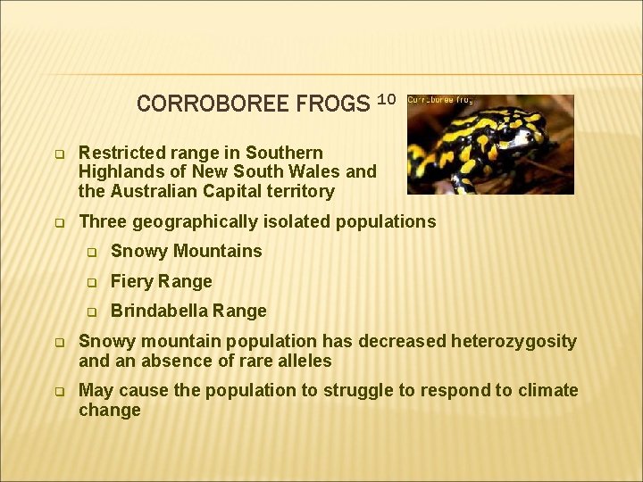 CORROBOREE FROGS 10 q Restricted range in Southern Highlands of New South Wales and