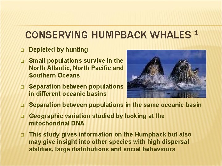 CONSERVING HUMPBACK WHALES 1 q Depleted by hunting q Small populations survive in the