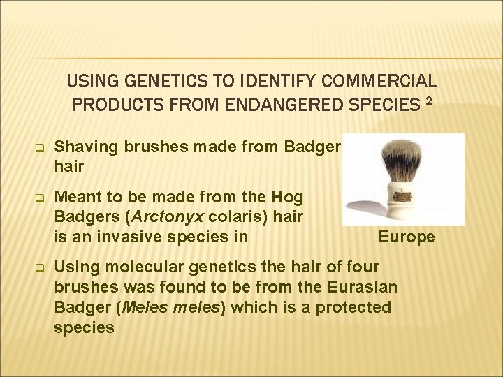 USING GENETICS TO IDENTIFY COMMERCIAL PRODUCTS FROM ENDANGERED SPECIES 2 q Shaving brushes made