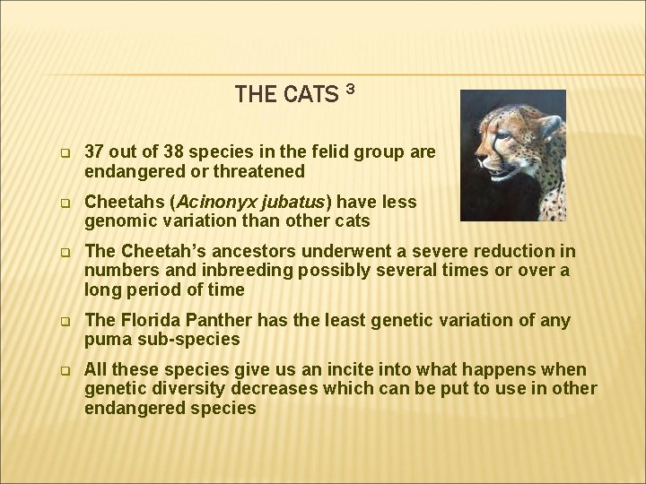 THE CATS 3 q 37 out of 38 species in the felid group are