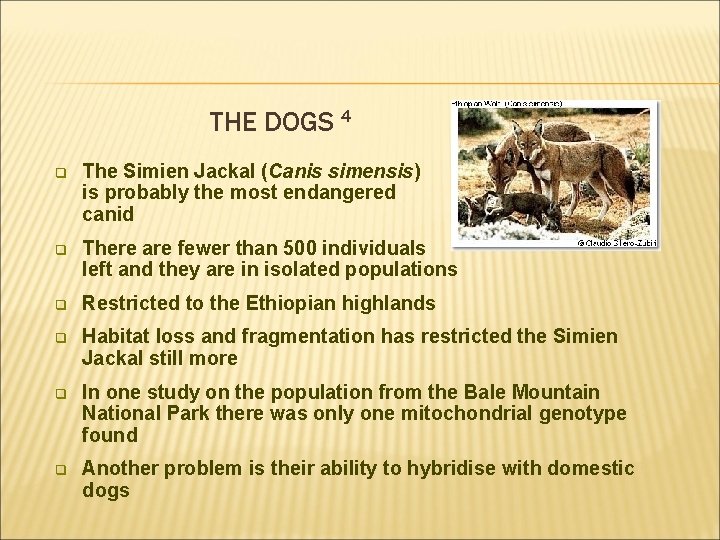 THE DOGS 4 q The Simien Jackal (Canis simensis) is probably the most endangered