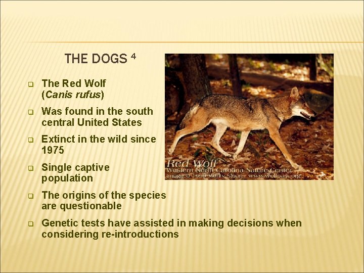 THE DOGS 4 q The Red Wolf (Canis rufus) q Was found in the