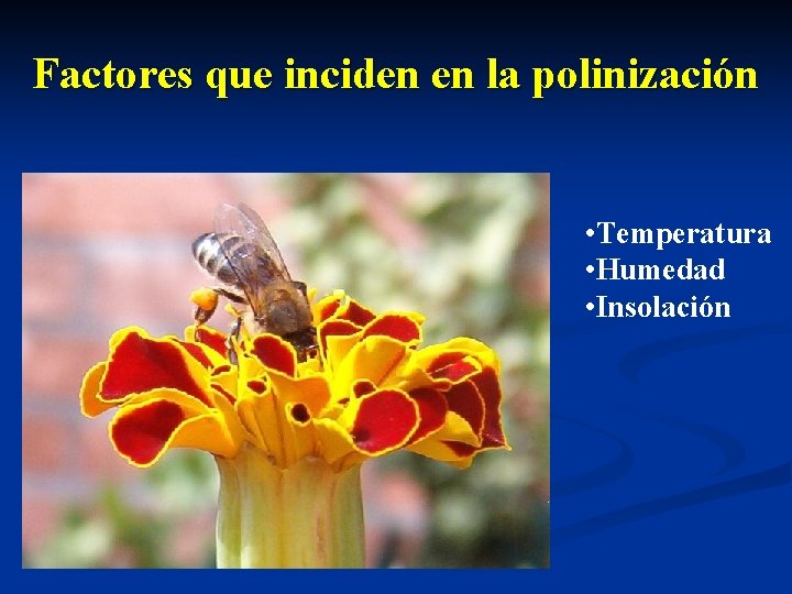 Factores que inciden en la polinización • Temperatura • Humedad • Insolación 