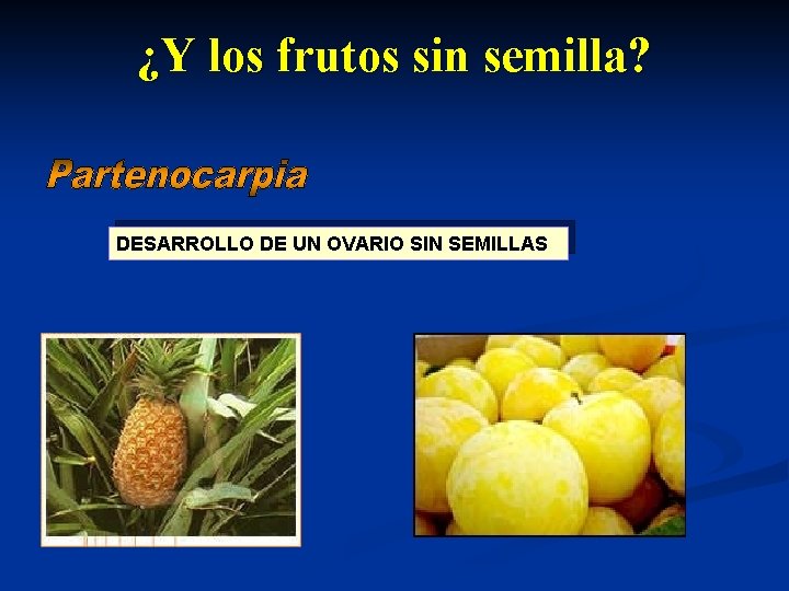 ¿Y los frutos sin semilla? DESARROLLO DE UN OVARIO SIN SEMILLAS 