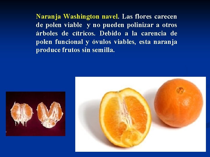 Naranja Washington navel. Las flores carecen de polen viable y no pueden polinizar a