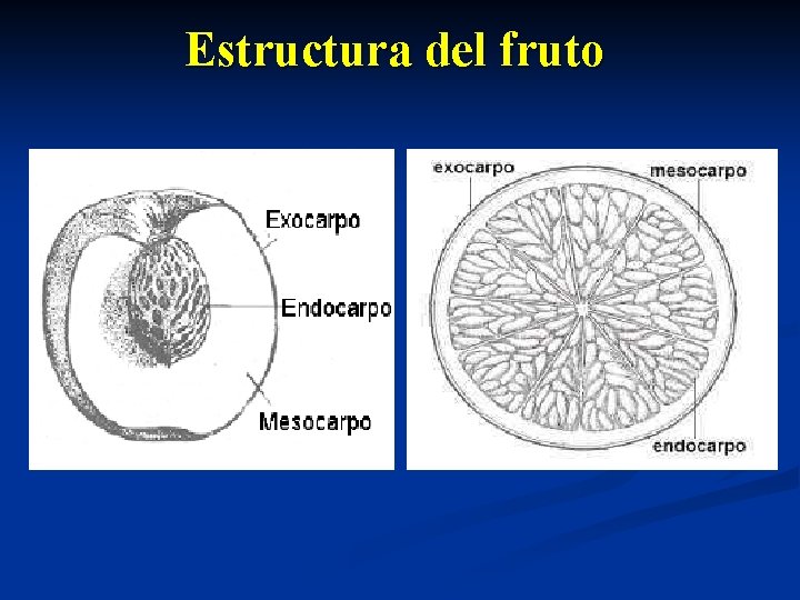 Estructura del fruto 