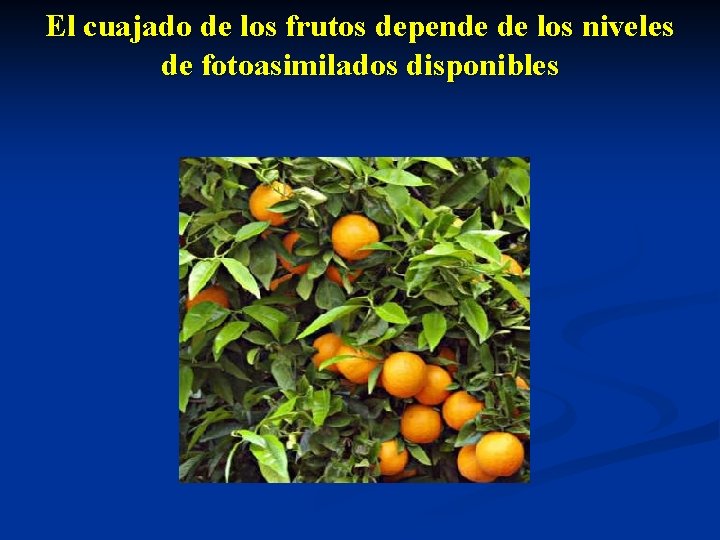 El cuajado de los frutos depende de los niveles de fotoasimilados disponibles 