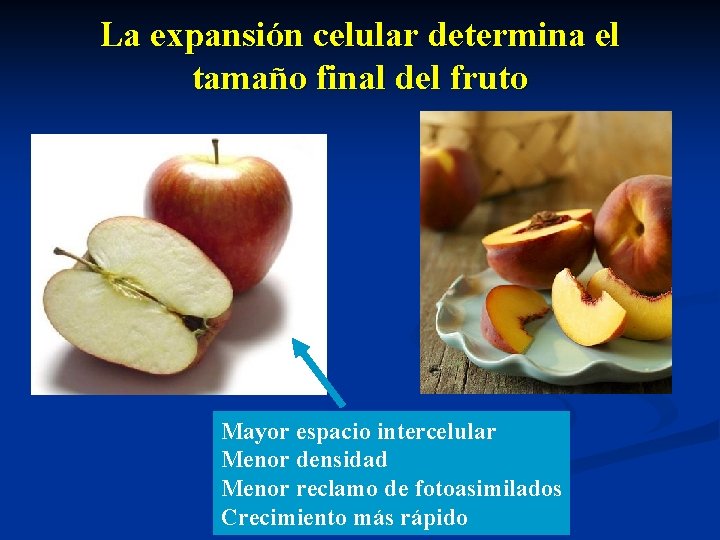 La expansión celular determina el tamaño final del fruto Mayor espacio intercelular Menor densidad