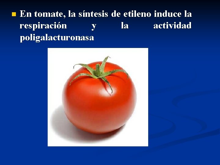 n En tomate, la síntesis de etileno induce la respiración y la actividad poligalacturonasa