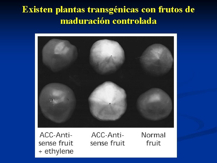 Existen plantas transgénicas con frutos de maduración controlada 
