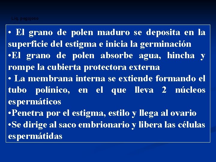 Líq. pegajoso • El grano de polen maduro se deposita en la superficie del