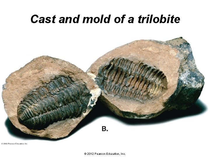 Cast and mold of a trilobite © 2012 Pearson Education, Inc. 