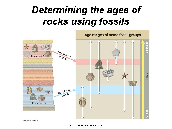 Determining the ages of rocks using fossils © 2012 Pearson Education, Inc. 