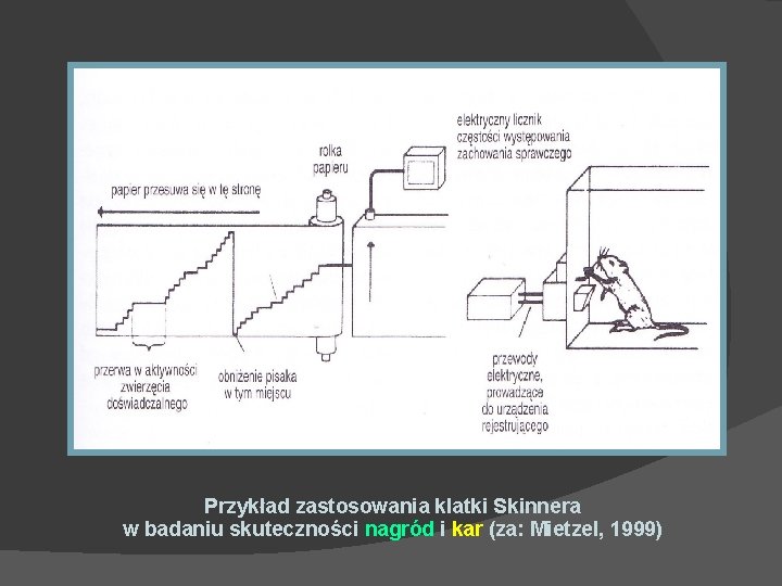 Przykład zastosowania klatki Skinnera w badaniu skuteczności nagród i kar (za: Mietzel, 1999) 