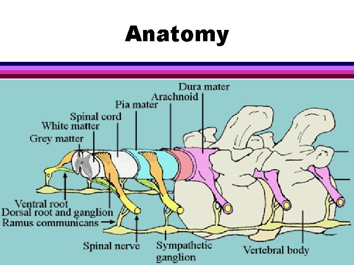 Anatomy 