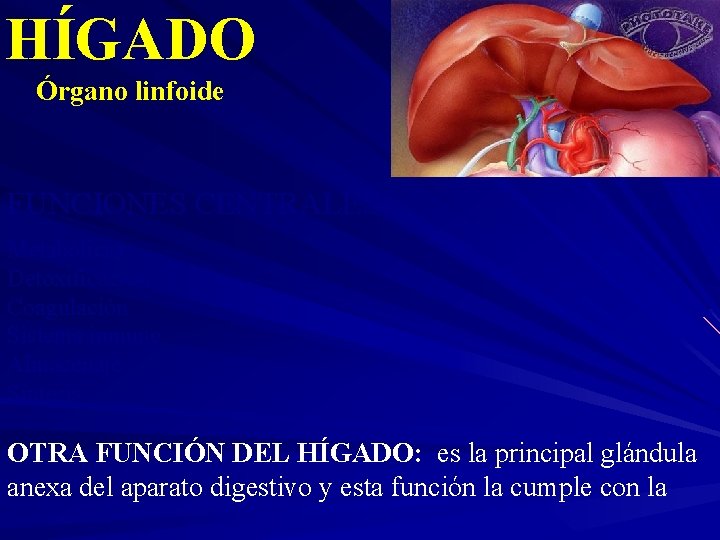 HÍGADO Órgano linfoide FUNCIONES CENTRALES Metabólicas Detoxificación Coagulación Sistema inmune Almacenaje Síntesis OTRA FUNCIÓN