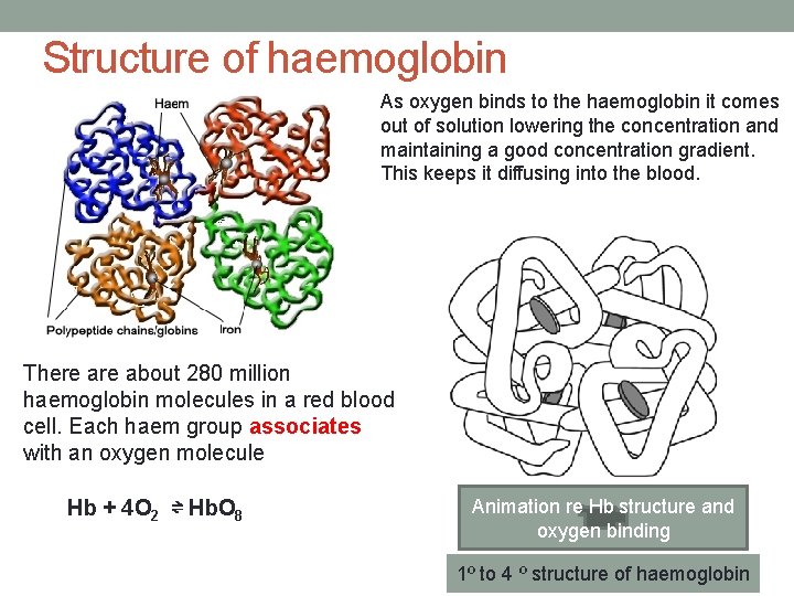 Structure of haemoglobin As oxygen binds to the haemoglobin it comes out of solution