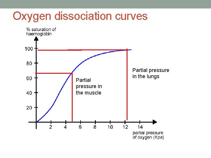 Oxygen dissociation curves Partial pressure in the muscle Partial pressure in the lungs 