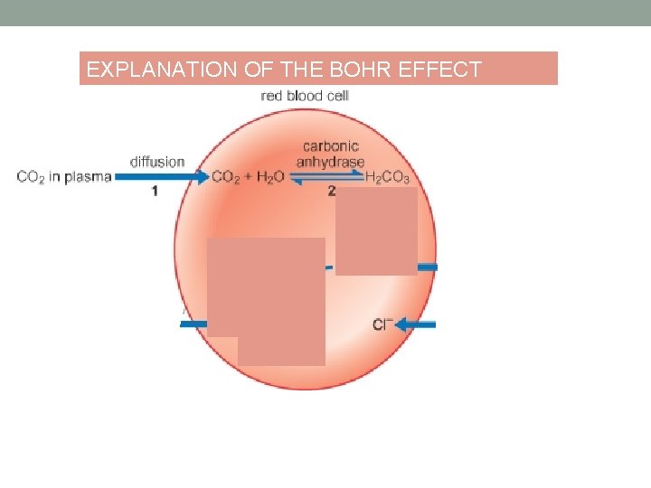 EXPLANATION OF THE BOHR EFFECT 