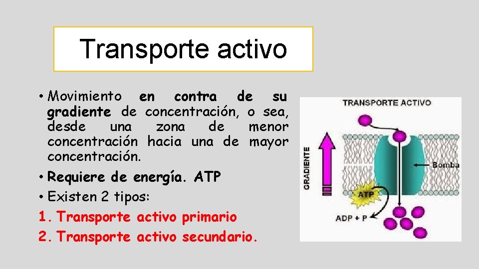 Transporte activo • Movimiento en contra de su gradiente de concentración, o sea, desde