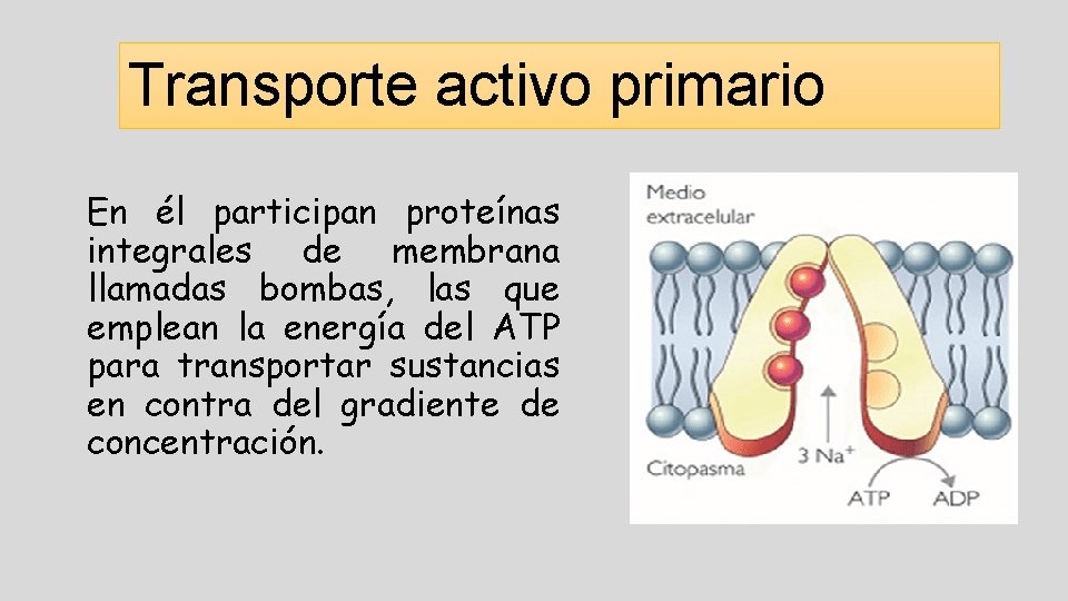 Transporte activo primario En él participan proteínas integrales de membrana llamadas bombas, las que