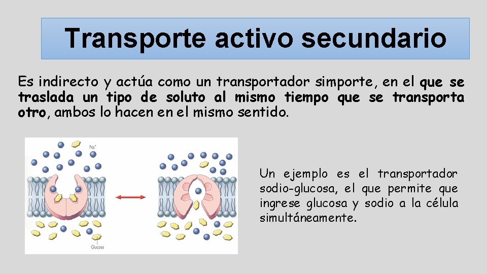 Transporte activo secundario Es indirecto y actúa como un transportador simporte, en el que