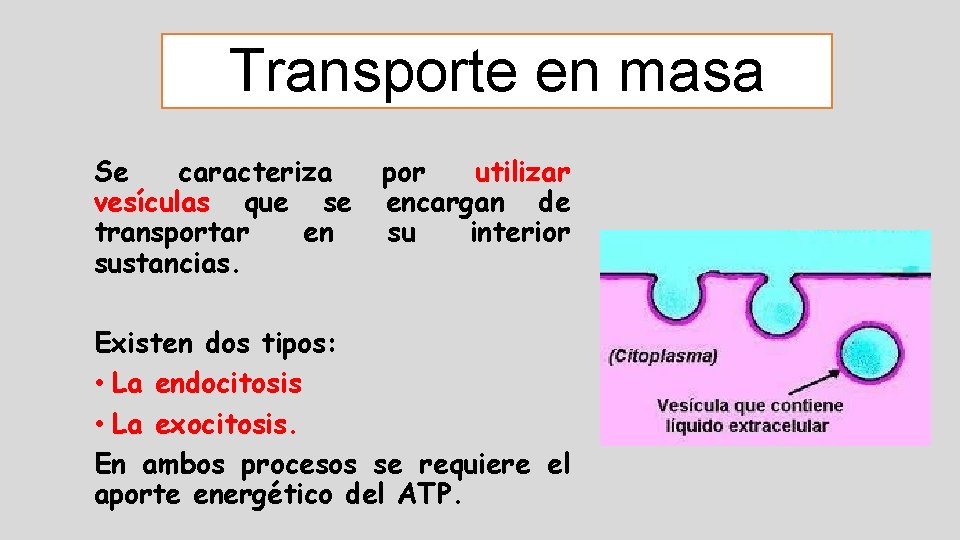 Transporte en masa Se caracteriza vesículas que se transportar en sustancias. por utilizar encargan