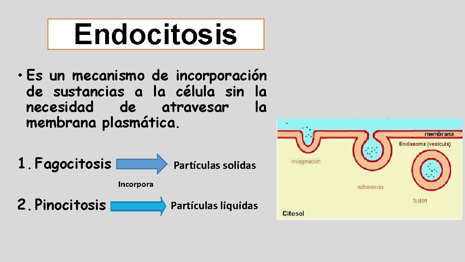 Endocitosis • Es un mecanismo de incorporación de sustancias a la célula sin la