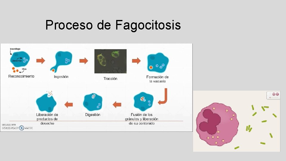 Proceso de Fagocitosis 