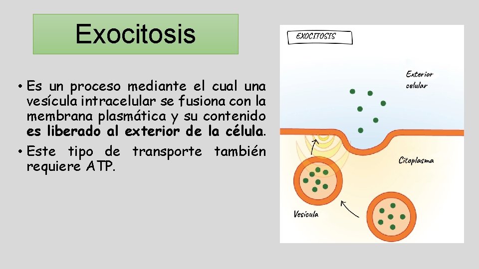 Exocitosis • Es un proceso mediante el cual una vesícula intracelular se fusiona con