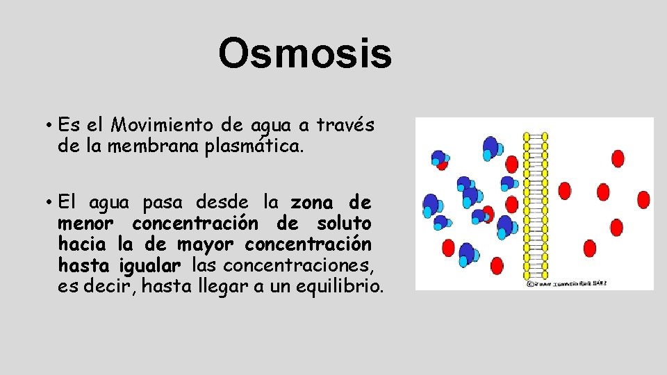 Osmosis • Es el Movimiento de agua a través de la membrana plasmática. •