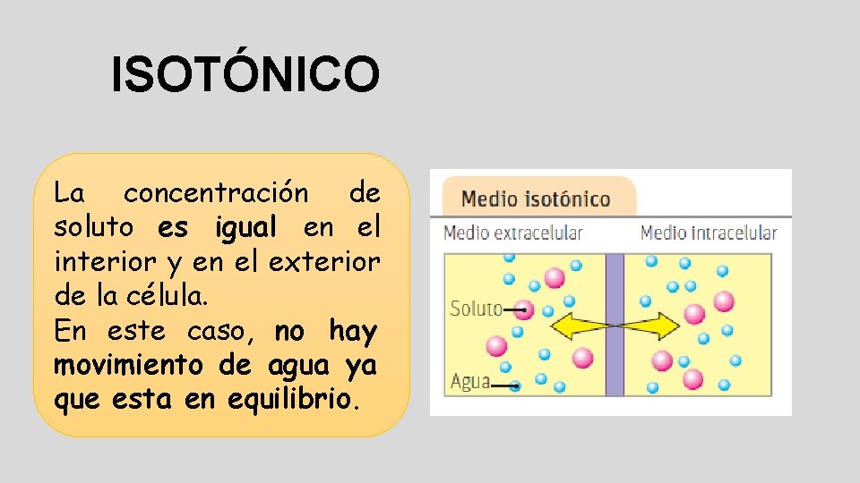 ISOTÓNICO La concentración de soluto es igual en el interior y en el exterior