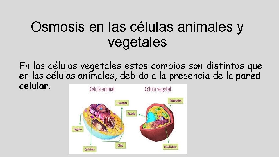 Osmosis en las células animales y vegetales En las células vegetales estos cambios son
