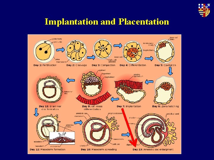 Implantation and Placentation 