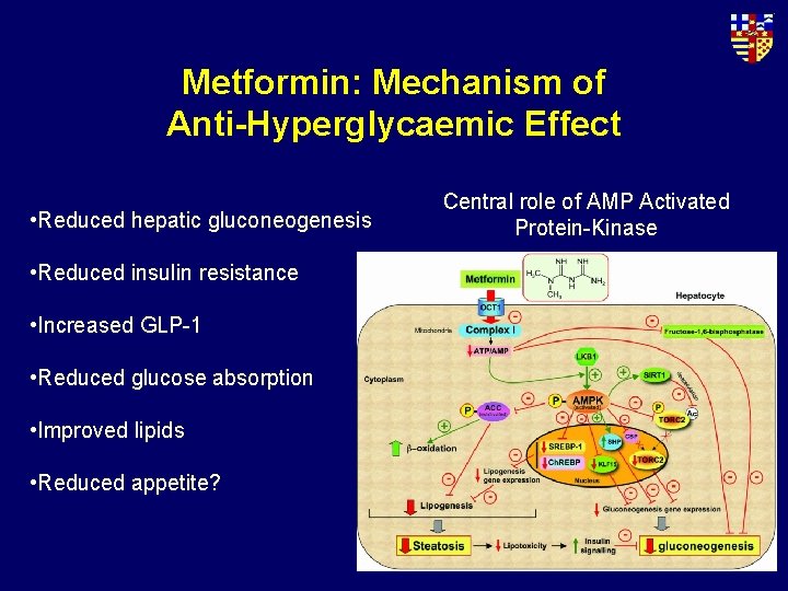 Metformin: Mechanism of Anti-Hyperglycaemic Effect • Reduced hepatic gluconeogenesis • Reduced insulin resistance •