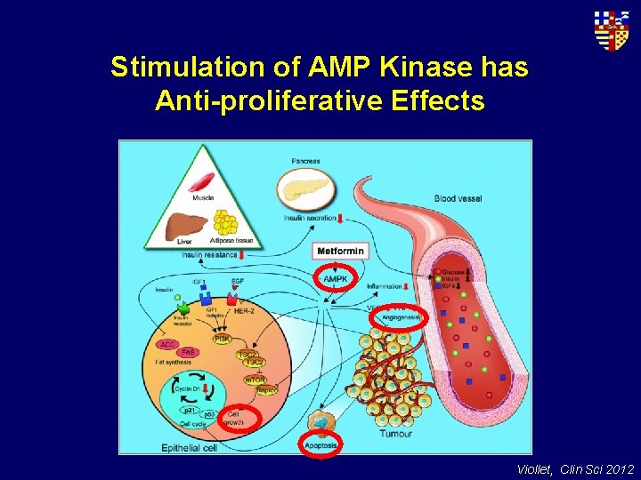 Stimulation of AMP Kinase has Anti-proliferative Effects Viollet, Clin Sci 2012 