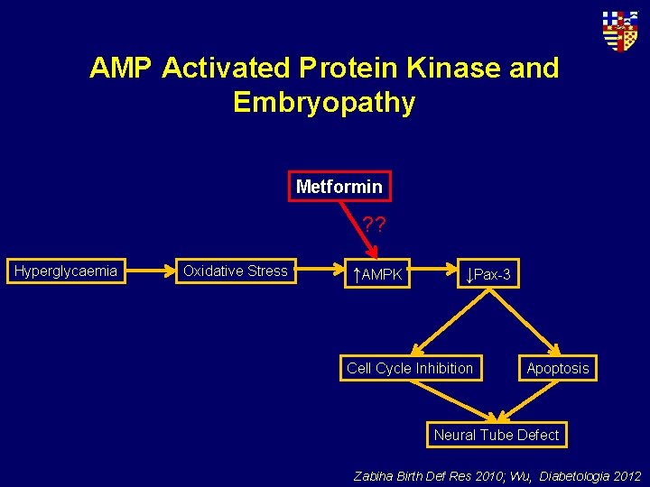 AMP Activated Protein Kinase and Embryopathy Metformin ? ? Hyperglycaemia Oxidative Stress ↑AMPK ↓Pax-3