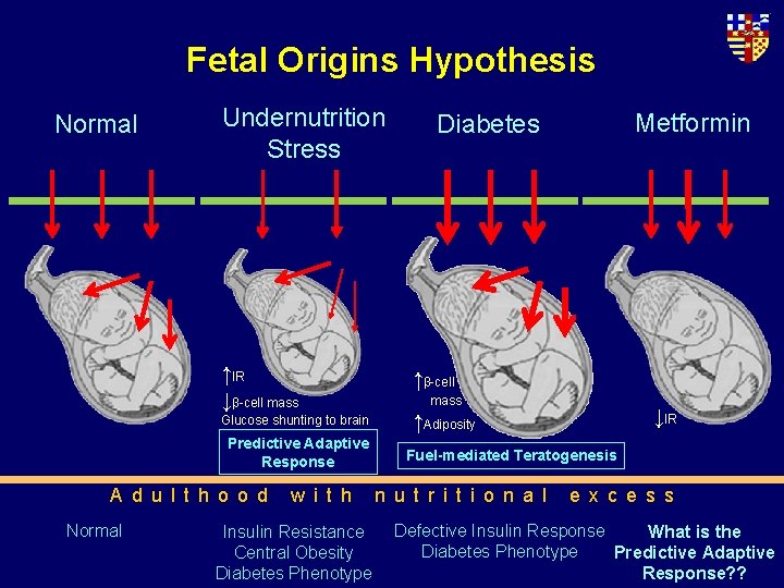 Fetal Origins Hypothesis Normal Undernutrition Stress ↑IR ↓β-cell mass Glucose shunting to brain Predictive