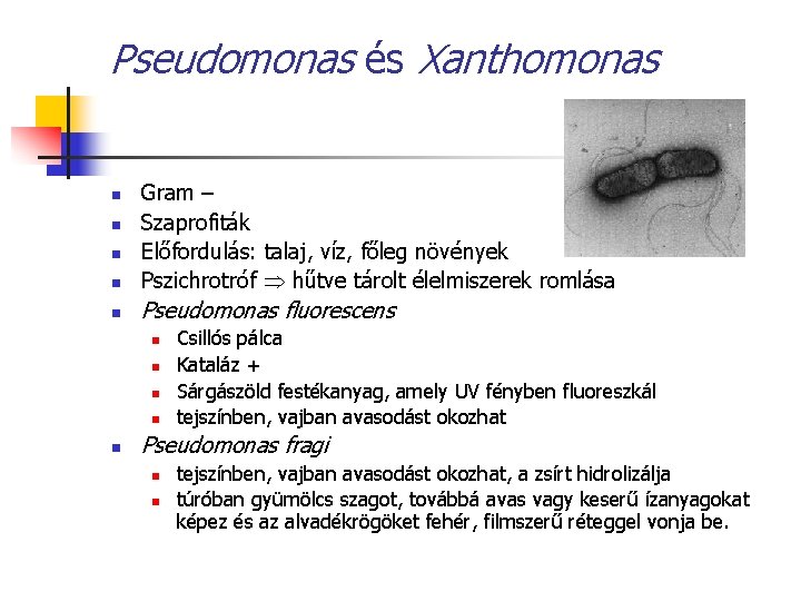 Pseudomonas és Xanthomonas n Gram – Szaprofiták Előfordulás: talaj, víz, főleg növények Pszichrotróf hűtve