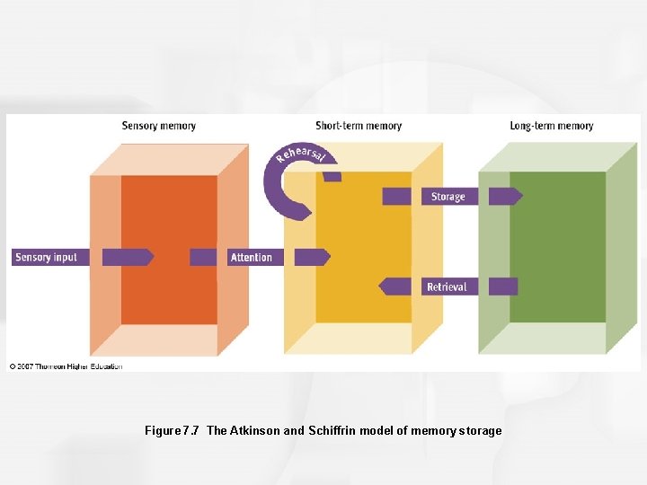 Figure 7. 7 The Atkinson and Schiffrin model of memory storage 