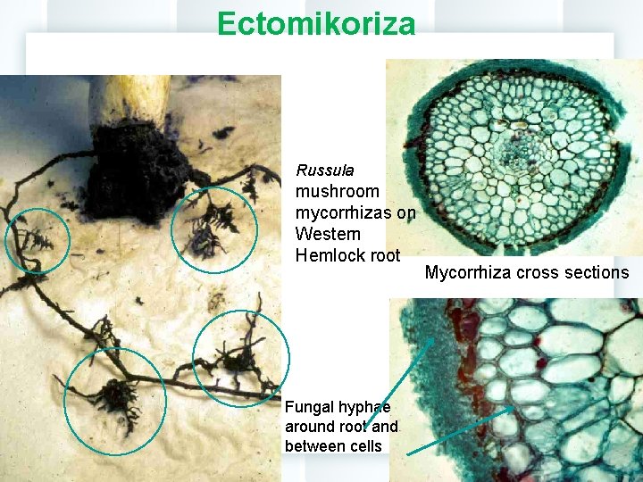 Ectomikoriza Russula mushroom mycorrhizas on Western Hemlock root Fungal hyphae around root and between