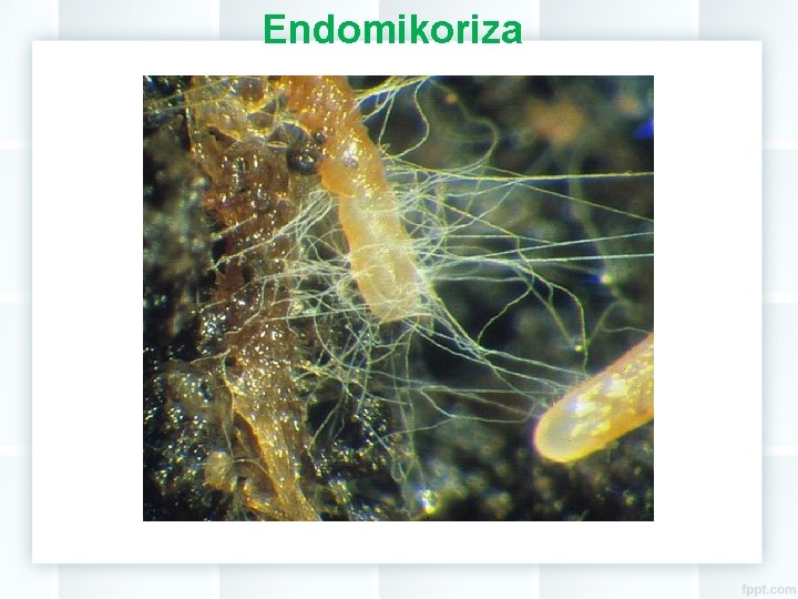 Endomikoriza 