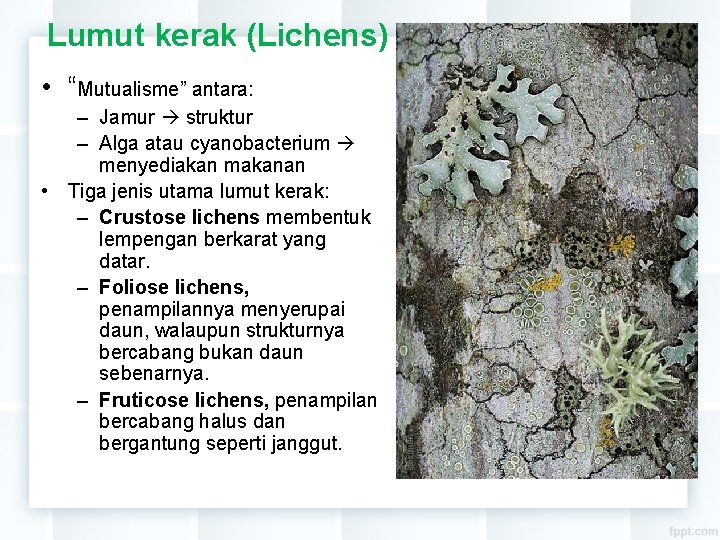 Lumut kerak (Lichens) • “Mutualisme” antara: – Jamur struktur – Alga atau cyanobacterium menyediakan