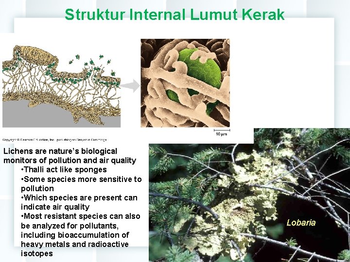 Struktur Internal Lumut Kerak Lichens are nature’s biological monitors of pollution and air quality