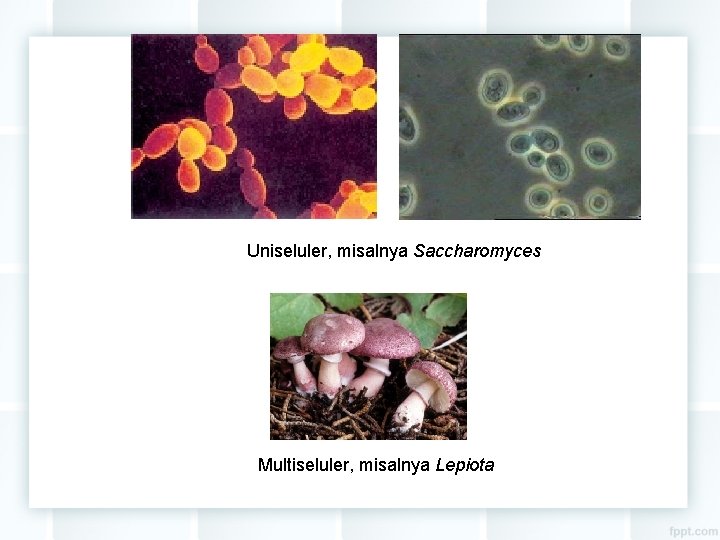 Uniseluler, misalnya Saccharomyces Multiseluler, misalnya Lepiota 